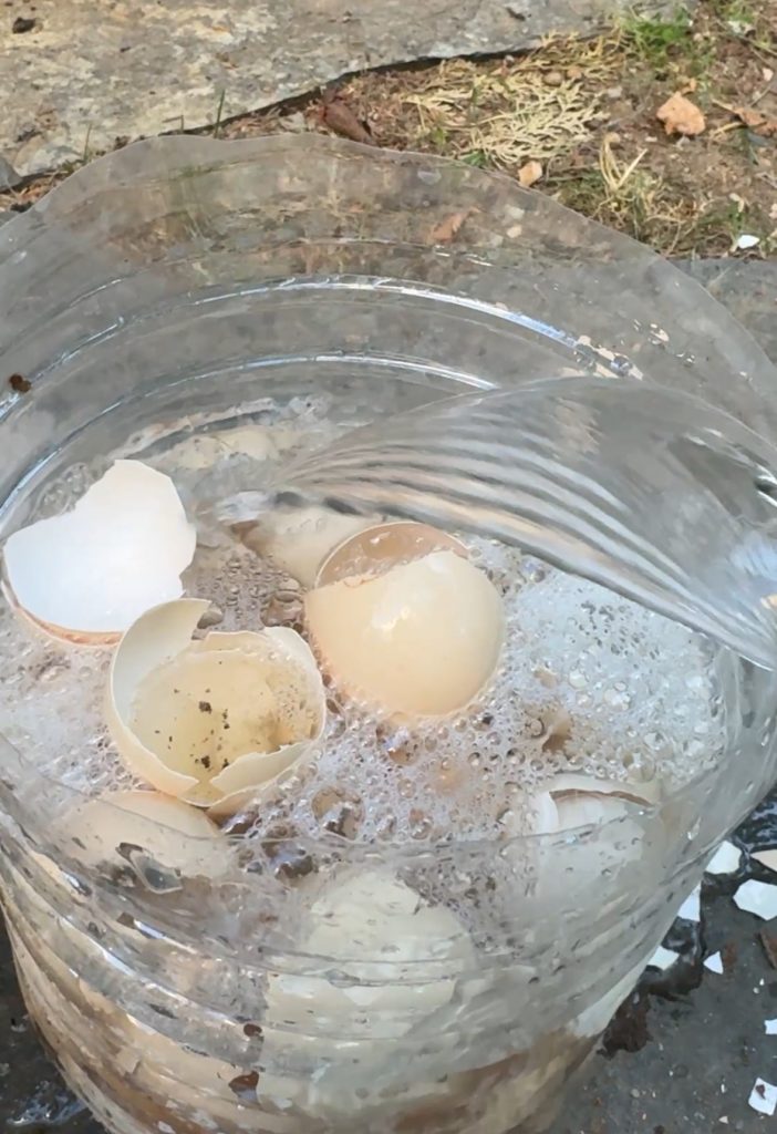 yumurta kabuğu, su ve sirke ile hazırlanan doğal gübre.